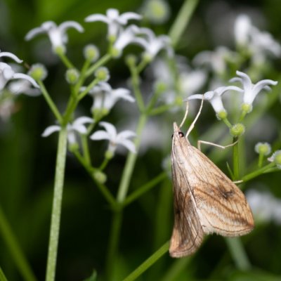 Evergestis forficalis (zavíječ zelný), Podkomorské lesy, Kopeček