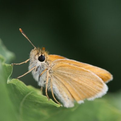 Thymelicus sylvestris (soumračník metlicový), Lukovany