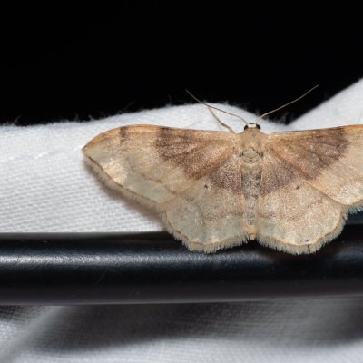Idaea degeneraria (žlutokřídlec proměnlivý), Kývalka
