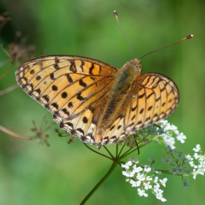 Argynnis aglaja (perleťovec velký), SK, Štôla