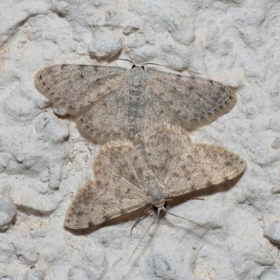 Scopula confinaria (-), HR, Jablanac
