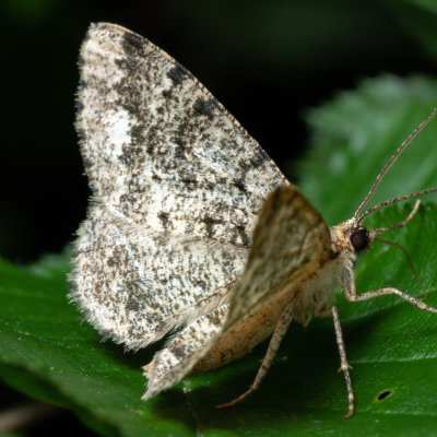 Parectropis similaria (různorožec lískový), Podkomorské lesy, Kopeček