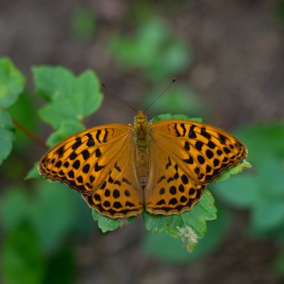 Argynnis paphia (perleťovec stříbropásek), PR Údolí Říčky