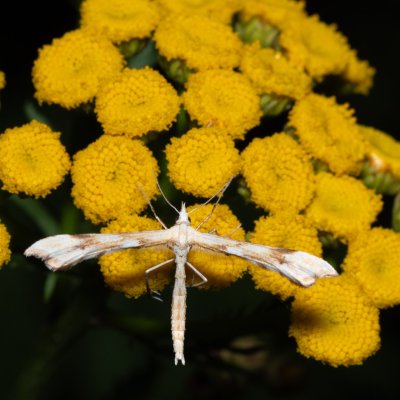 Gillmeria ochrodactyla (pernatuška vratičová), Helenčina studánka