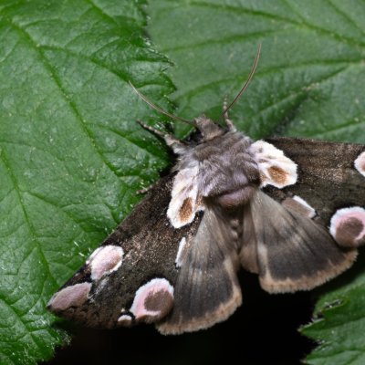 Thyatira batis (můřice očkovaná), PR Kamenný vrch