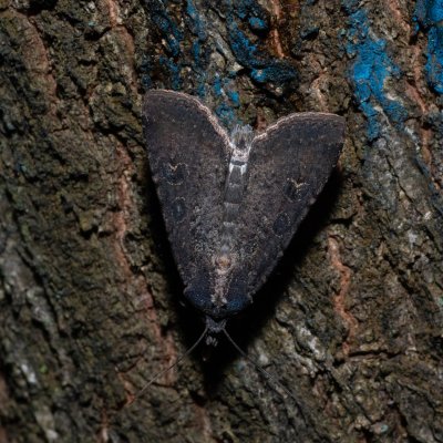 Peridroma saucia (osenice cizokrajná), PR Kamenný vrch