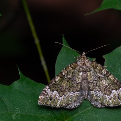 Colostygia olivata (píďalka olivová), jeskyně Výpustek