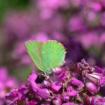 Callophrys rubi (ostruháček ostružinový), PR Kamenný vrch