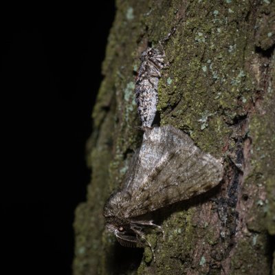 Phigalia pilosaria (drsnokřídlec hrušňový), Žebětín