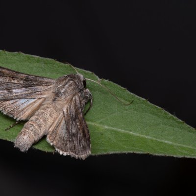 Cucullia xeranthemi (kukléřka zlatovlásková), PP Kamenný vrch u Kurdějova