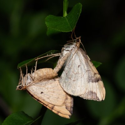 Eulithis populata (píďalka osiková), NPR Radostínské rašeliniště
