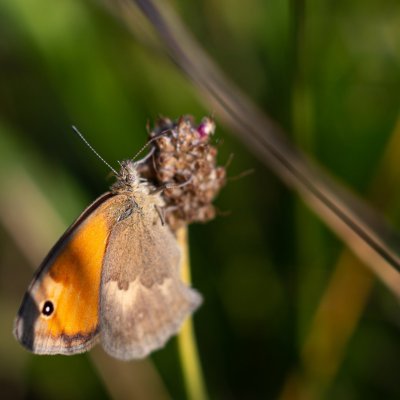 Coenonympha pamphilus (okáč poháňkový), Žebětín