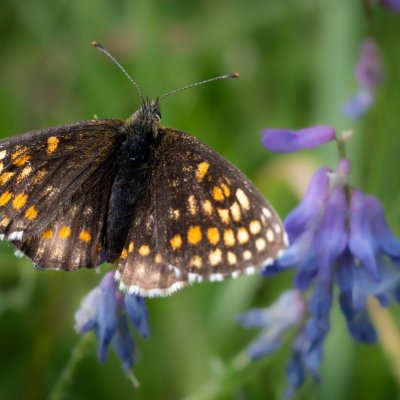 Melitaea athalia (hnědásek jitrocelový), SK, Štôla