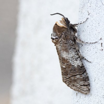 Cossus cossus (drvopleň obecný), Čebín