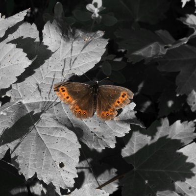 okáč, SLO, Vršič