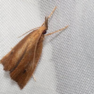 Chilo phragmitella (travařík rákosový), Hrabětice