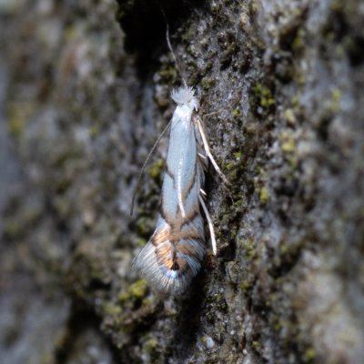 Phyllonorycter tenerella (-), Žebětín