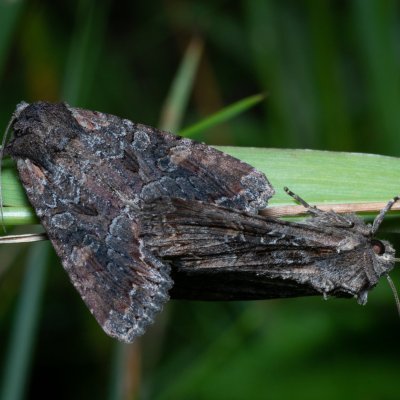 Lacanobia aliena (můra stepní), PP Černice