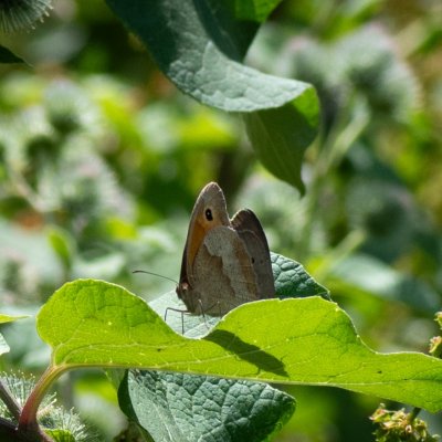 Maniola jurtina (okáč luční), Helenčino údolí