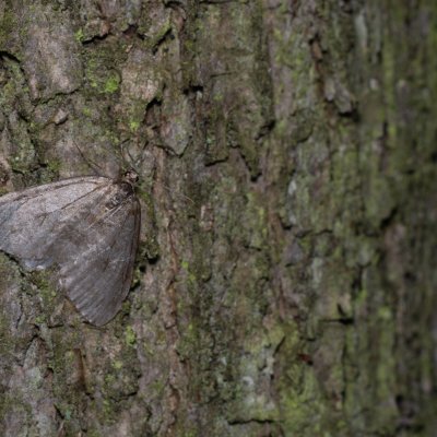 Epirrita sp., Podkomorské lesy