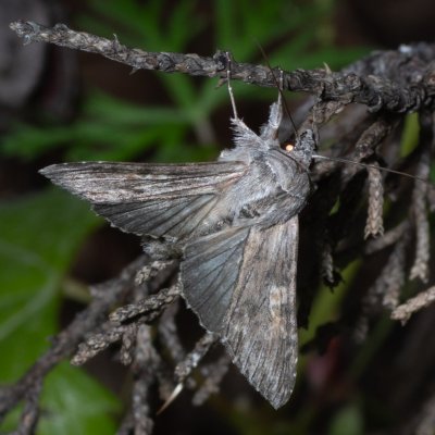 Cucullia xeranthemi (kukléřka zlatovlásková), HR, Jablanac