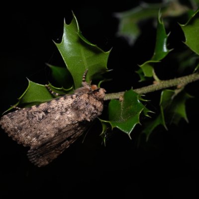 Amphipyra effusa (-), GR, Myrtidion monastery, Korfu