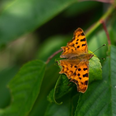 Polygonia c-album (babočka bílé c), PR Kamenný vrch