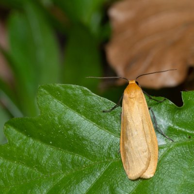 Eilema sororcula (lišejníkovec žlutý), Augšperský potok