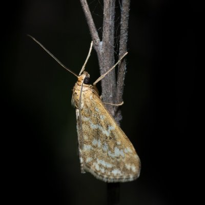 Evergestis frumentalis (zavíječ zdobený), Urbanův kopec, Ostopovice