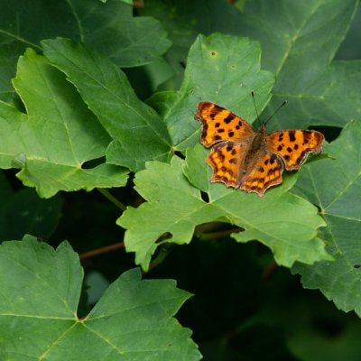 Polygonia c-album (babočka bílé c), Helenčino údolí