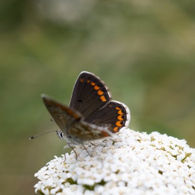 Aricia agestis (modrásek tmavohnědý), PR Rakovecké stráně a údolí bledulí