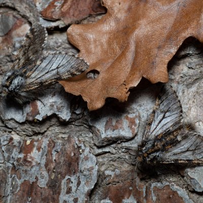 Lycia pomonaria (drsnokřídlec ovocný), Kývalka