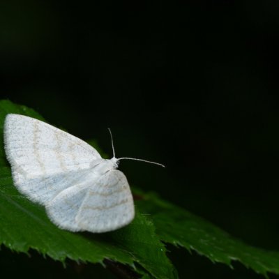 Cabera exanthemata (světlokřídlec osikový), Augšperský potok