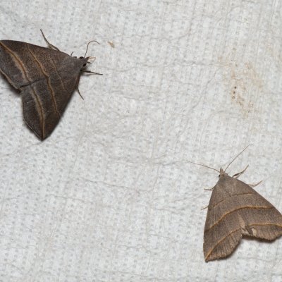 Colobochyla salicalis (šedice jívová), Augšperský potok