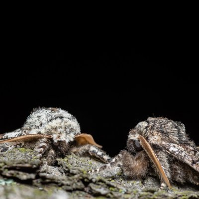 Biston strataria (drsnokřídlec lipový), Kývalka