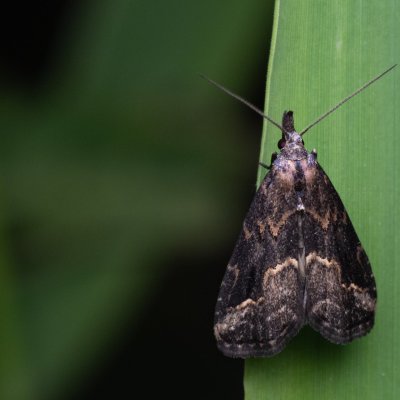 Schrankia costaestrigalis (můřička mateřídoušková), PP Bobrava