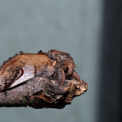 Notodonta ziczac (hřbetozubec vrbový), Kývalka