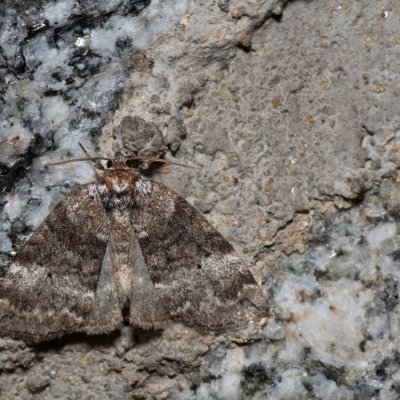 Ochropacha duplaris (můřice dvojtečná), SK, Štôla