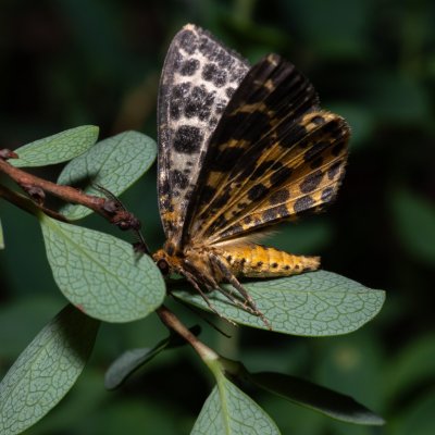 Arichanna melanaria (různorožec borůvkový), NPR Radostínské rašeliniště