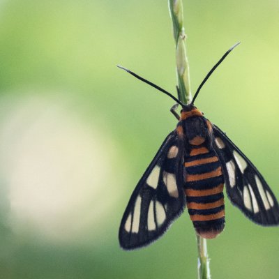Amata huebneri (-), TH, Khao Sok