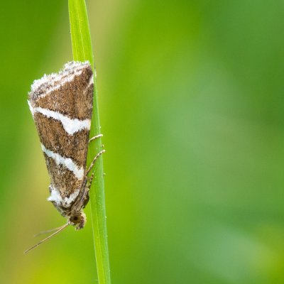 Deltote bankiana (světlopáska stříbřitá), PP Obůrky - Třeštěnec