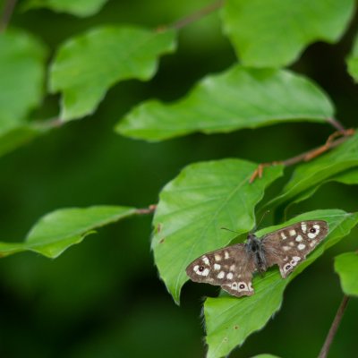 Pararge aegeria (okáč pýrový), Bouzov