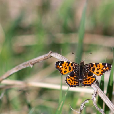Araschnia levana (babočka síťkovaná), PR Černovický hájek