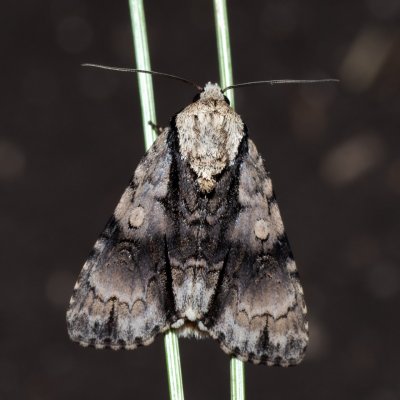 Acronicta alni (šípověnka olšová), PR Svatý kopeček
