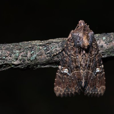 Mesapamea secalis/secalella (šedavka/přehlížená), NPP Pouzdřanská step - Kolby