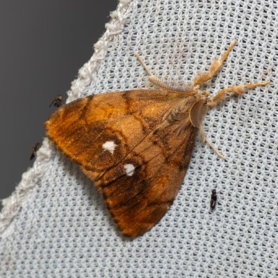 Orgyia antiqua (štětconoš trnkový), mokřad u Sedlece