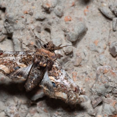 Eutelia adulatrix (modroskvrnka rujová), HR, Jablanac