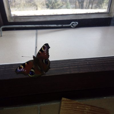 Aglais io (babočka paví oko), Ruprechtice