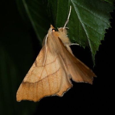 Ennomos quercinaria (zejkovec dubový), Žebětín