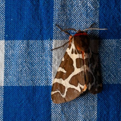 Arctia caja (přástevník medvědí), SK, Štôla